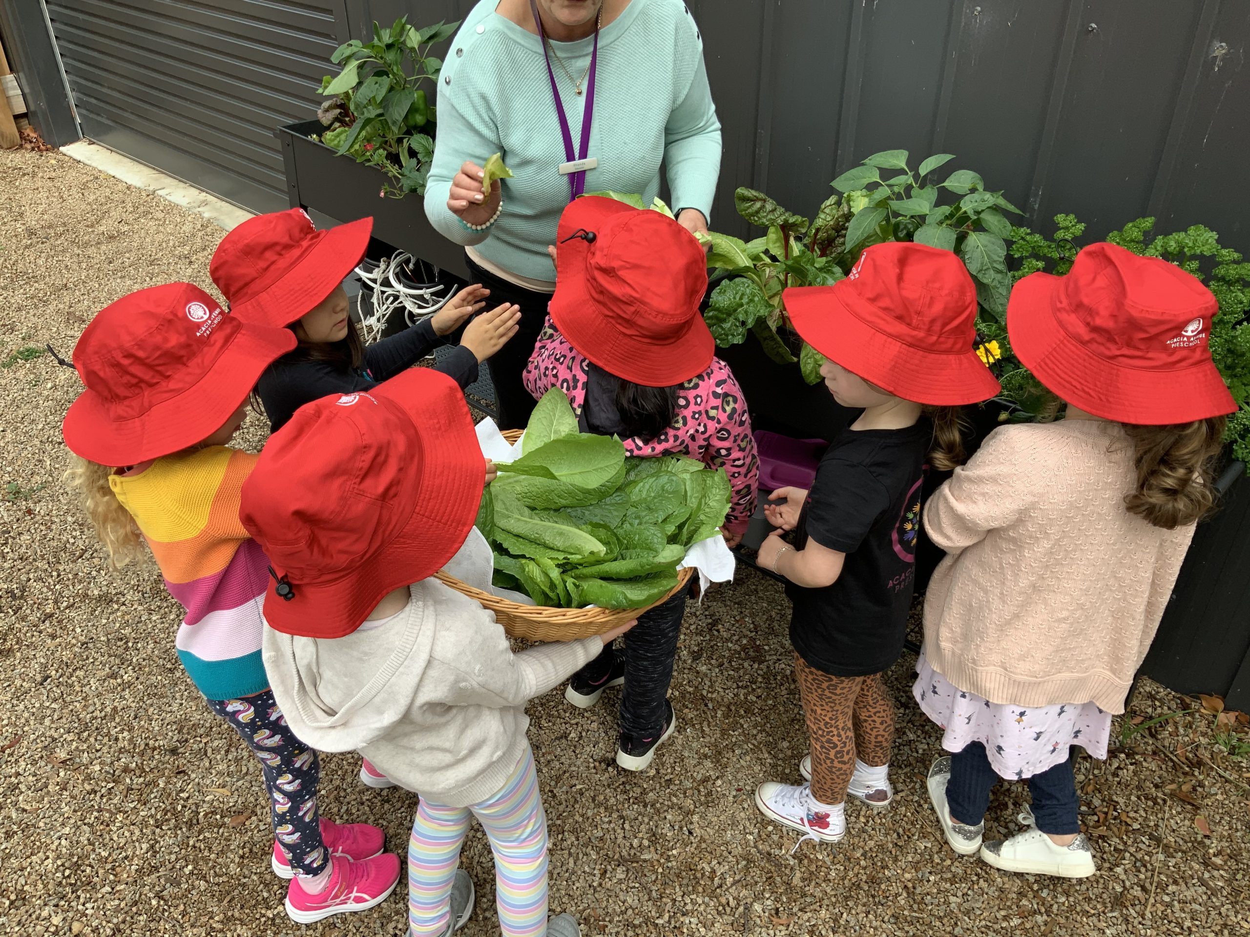 A group of young children in red hats gather around an adult holding vegetables, next to a garden bed with leafy greens and herbs.